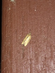 Argyrotaenia franciscana