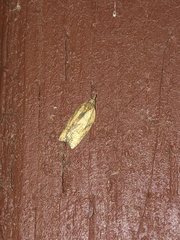 Argyrotaenia franciscana