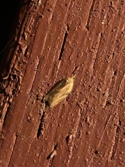 Argyrotaenia franciscana