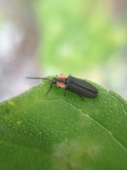 Pyropyga decipiens