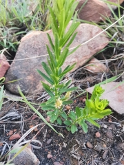 Acalypha glandulifolia