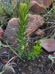 Acalypha glandulifolia
