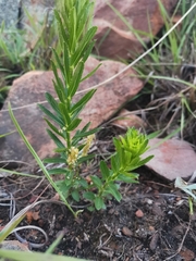 Acalypha glandulifolia