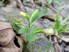 Torenia flava