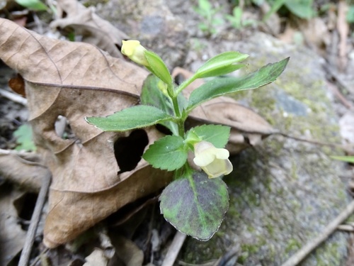 Torenia flava, photograph 1