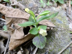 Torenia flava