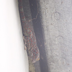 Gekko gecko
