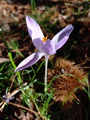 Crocus serotinus