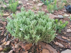Helichrysum spiralepis