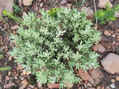 Helichrysum spiralepis