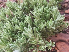 Helichrysum spiralepis