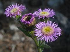Erigeron alpinus