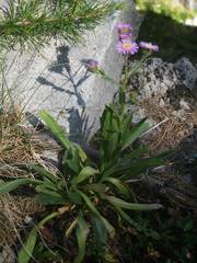 Erigeron alpinus