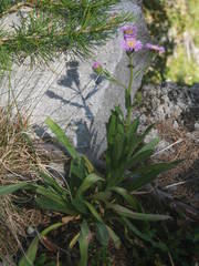 Erigeron alpinus