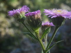 Erigeron alpinus
