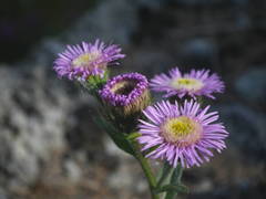 Erigeron alpinus