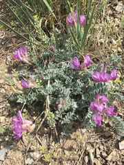 Astragalus utahensis