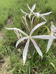 Crinum flaccidum