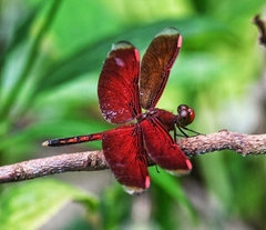 Neurothemis manadensis