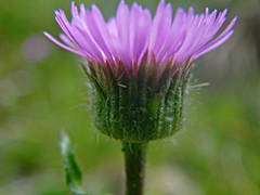 Erigeron alpinus alpinus