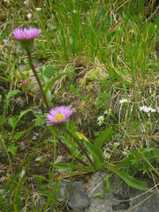 Erigeron alpinus alpinus