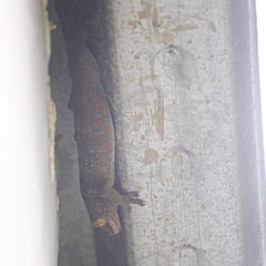 Gekko gecko