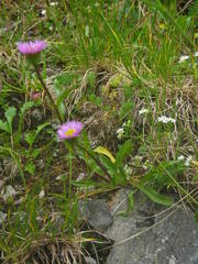 Erigeron alpinus alpinus