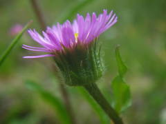 Erigeron alpinus alpinus