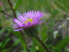 Erigeron alpinus alpinus
