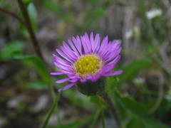 Erigeron alpinus alpinus