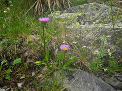Erigeron alpinus alpinus