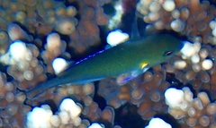 Chromis flavaxilla