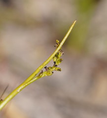 Microtis orbicularis