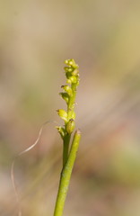 Microtis orbicularis