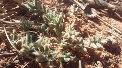 Trichodiadema barbatum