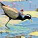 Bronze-winged Jacana - Photo (c) sssuresh, some rights reserved (CC BY-NC)