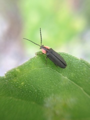 Pyropyga decipiens
