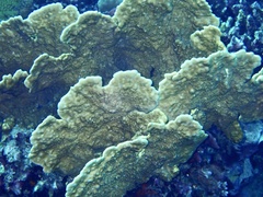 Millepora platyphylla