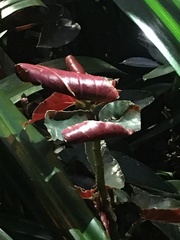 Excoecaria cochinchinensis