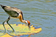 Bronze-Winged Jacana photo 3