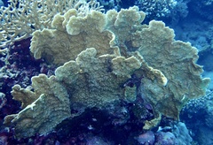 Millepora platyphylla