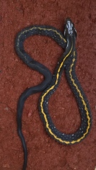 Coelognathus flavolineatus