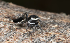 Maratus proszynskii