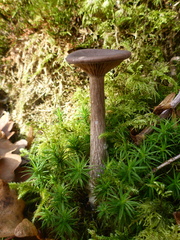 Pseudoclitocybe obbata