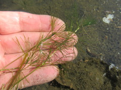 Ranunculus kauffmannii