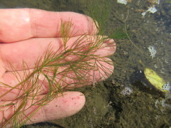 Ranunculus kauffmannii
