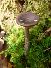 Pseudoclitocybe obbata