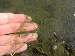 Ranunculus kauffmannii