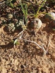 Euphorbia globosa