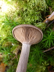 Pseudoclitocybe obbata
